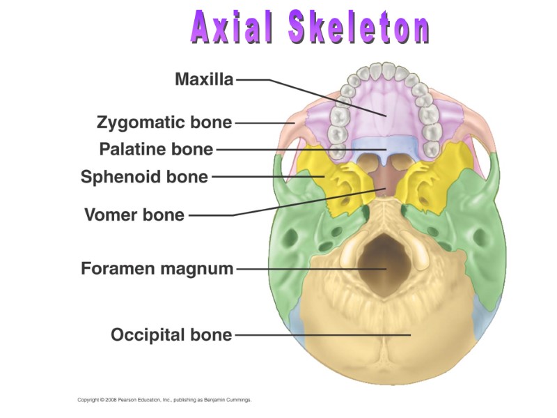 >Axial Skeleton
